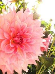 In Full Bloom By Mjl Beautiful Flowers Pretty Flowers Flower Garden Plants