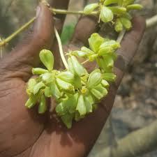 Image result for Steganotaenia