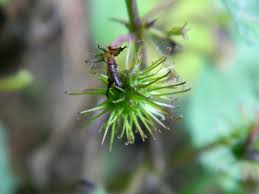 Image result for Triumfetta annua