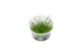 Image result for Eleocharis variegata