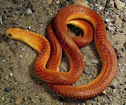 Arabian Cobra Cobra African Snake