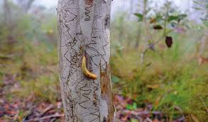 Check spelling or type a new query. Scribbly Gum Australian Native Plants Nsw National Parks