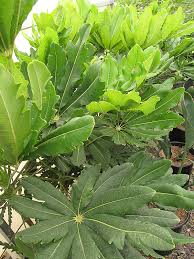 Image result for Plerandra