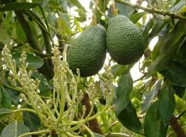 You might also like cheddar onion pistachios. Avocado Fruit Farming Information Guide Agri Farming