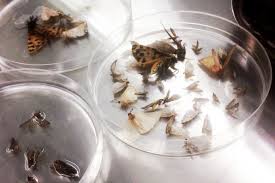 This range of energy is measured by wavelengths between 400 and 350 nanometers. New Led Lights Are Stopping Insects Before They Bite Us And Give Us Di