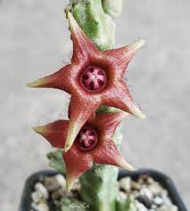 Image result for Duvalia