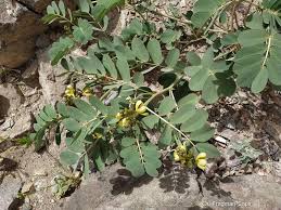 Image result for Senna italica