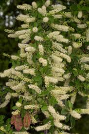 Image result for Terminalia prunioides