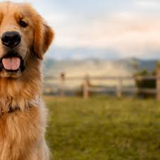 We're currently experiencing an unprecedented amount of interest, with some dogs getting several hundred applications. Pet Doctors West Harbour Nz Your Local Pet Vet