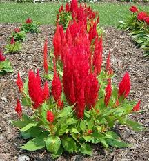 Celosia Fresh Look Red Celosia Seeds Started Indoors To Get A Jump Start On The Growing Season1000 Seeds Little Plants Garden Soil Seeds