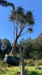 Image result for Aloidendron barberae