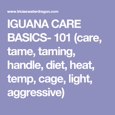 Iguana Care Basics 101 Care Tame Taming Handle Diet Heat Temp Cage Light Aggressive Iguana Care Iguana Pet Iguana