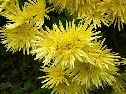 File Chrysanthemum Morifolium J04 Jpg Chrysanthemum Morifolium Chrysanthemum Houseplants