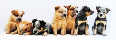 De leukste site voor kids en ouders op het internet, de plek voor kleurplaten en tekeningen om af te drukken, knutseltips, wallpapers en recepten om zelf te maken. De Australian Cattledog Doggo Nl