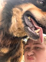 Lost german shepherd mix in Camden Arkansas