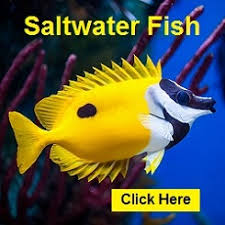 Maybe you would like to learn more about one of these? Saltwater Fish Marine Aquarium Fish For Saltwater Aquariums