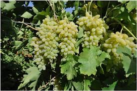 قیمت خرید انگور پیکامی جهت صادرات - گروه شرکت های ویتاراد