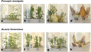 Image result for Cissus fanshawei