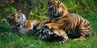 Gambar flora dan fauna di sumatera. Pengertian Fauna Tipe Oriental Australis Dan Peralihan Guru Geografi
