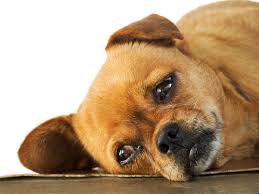 A puppy breathing fast while sleeping can be symptomatic of a handful of medical conditions. Have A Lethargic Puppy Find Real Illness Behind