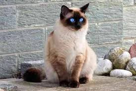 Kucing himalaya menjadi salah satu jenis kucing yang banyak dipelihara. Biar Gak Ketipu Segini Lho Harga Kucing Himalaya