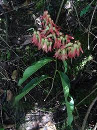 Image result for Triplaris americana