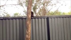 Dog proof fence cat fence diy cat enclosure outdoor cat enclosure dog jumping fence urine cleaner dog yard cat run cute kittens. Julie S Escape Over Cat Proof Fence Youtube