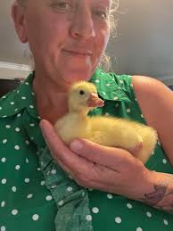 Can someone tell me if this is normal ? I'm new to chickens … the head  shaking ? They all seem to be doing it , and my 3 babies too .