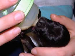 You can make our formula at home. Leerburg Bottle Feeding Puppies
