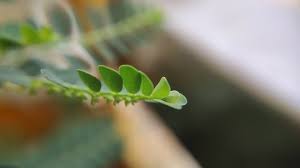 Image result for Phyllanthus fraternus