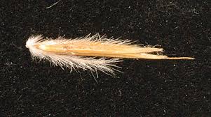 Image result for Sorghastrum stipoides