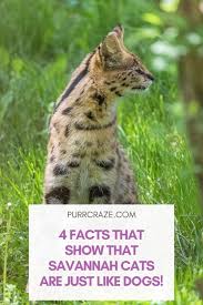 Hey everyone, today is our cats 1st birthday! These 4 Facts Show That Savannah Cats Act Like Dogs Purr Craze