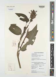 Image result for Aneilema chrysopogon