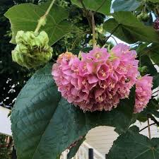 Image result for Dombeya lastii