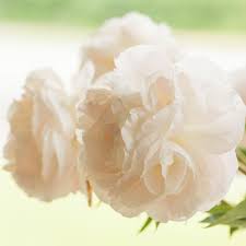 Inn at rancho santa fe wedding by red ribbon. Peony Mother S Choice White Flower Farm