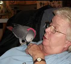 Lost Congo African Grey Parrot in Loganville, Georgia