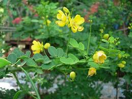 Image result for Senna bicapsularis