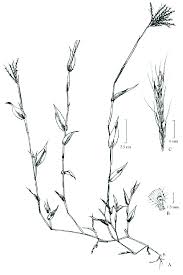 Image result for Arthraxon lancifolius