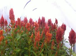 Celosia Sunday Mixed Colors Including Orange Deep Red Salmon Bronze Color Mixing Deep Red Flowers