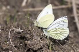 Image result for Pieris napi