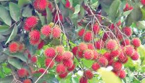 The rambutan fruit can be easily identified because of its green and red spikes that resemble hair the rambutan tree usually grows up to about 80 feet in height and thrives in tropical climates, mostly. Rambutan Fruit Farming Sees Success In Narsingdi 2017 08 29