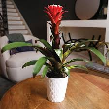 Image result for Blumea adamsii