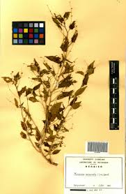 Image result for Micrococca mercurialis