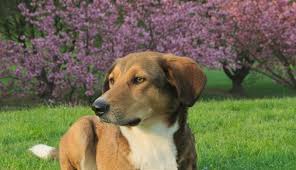 A man warming up on a treadmill for a group fitness class said he felt lucky to be alive after a car. Do Dogs Grieve When Another Dog Dies Canna Pet