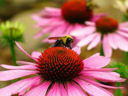 Maybe you would like to learn more about one of these? Is Your Garden Killing Bees Kawarthanow