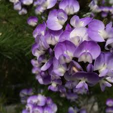 Image result for Psoralea