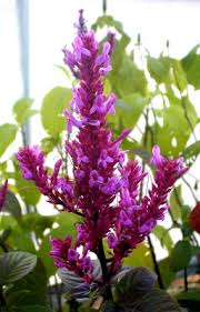 Image result for Odontonema