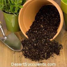 Succulent fertilizer, liquid succulents food spray for succulent plants, suculentas wreath, aloe vera plant, cactus or cacti potting soil or mix. Best Cactus And Succulent Soil Mix Review