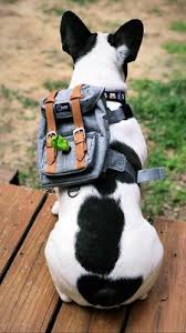 Deyo, an associate veterinarian at boone animal hospital and volunteer vet with the chicago french bulldog rescue group. Austin French Bulldogs In Austin Texas March 9 2021 At Austintxlocal Com