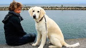 They are commonly employed as guide dogs for the blind or deaf and search and backyard or unethical breeders might sell their puppies at a low price. Golden Retriever Vs Labrador Retriever 16 Factors To Help You Choose Golden Hearts